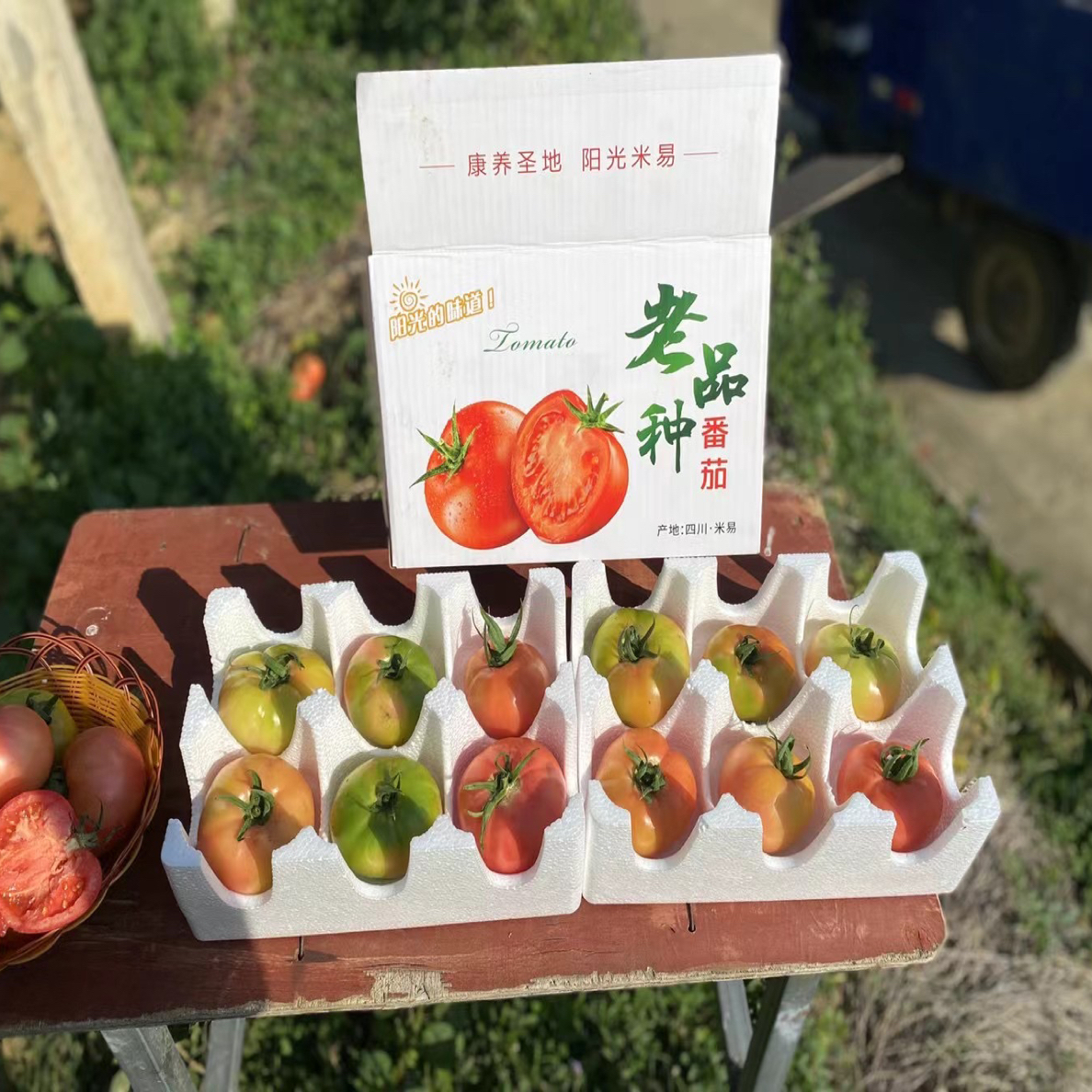 【坏果包赔】高山草莓铁皮柿子自然熟多汁酸甜可口适合生吃