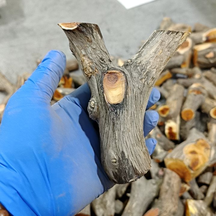 杰***）香榧木崖柏原叉崖柏原叉崖柏