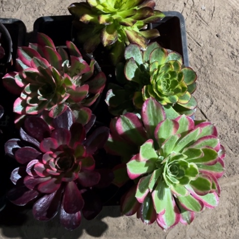 熊**跑149多肉植物组合