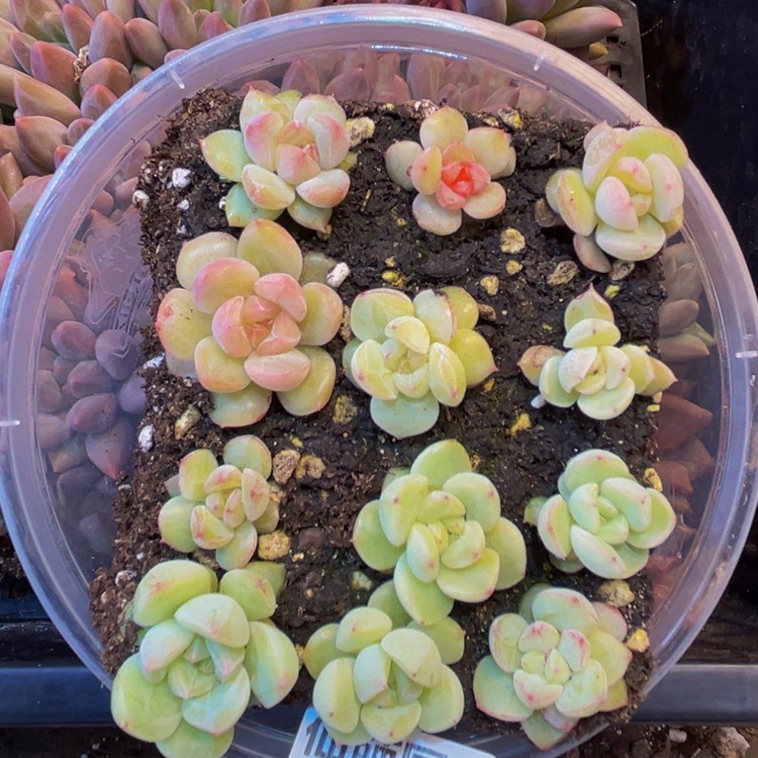 121多肉的小龙虾和