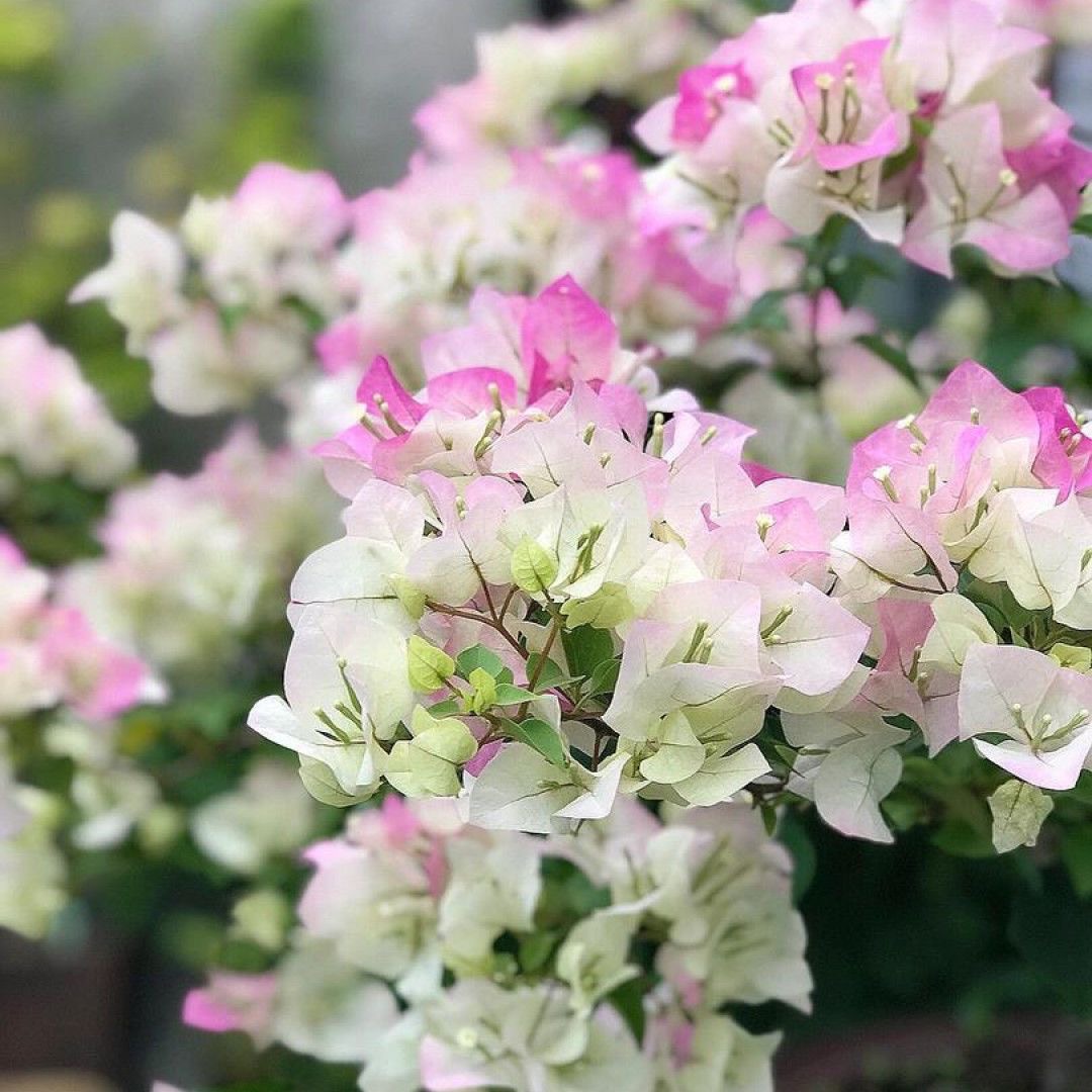 S绿樱三角梅苗带花原盆原土发货阳台庭院四季开花爬藤花卉