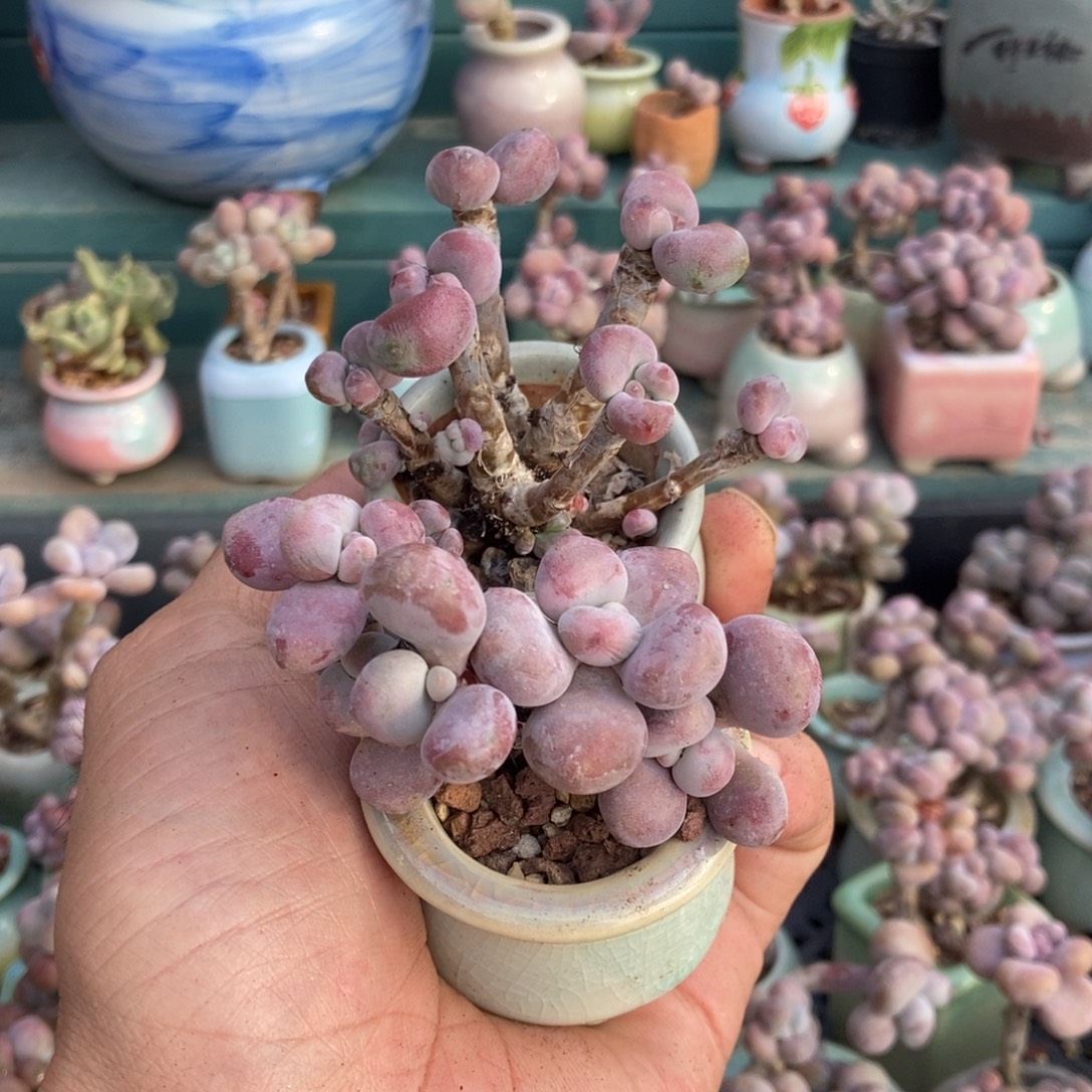 六***雨奶桃2颗带盆发货发货