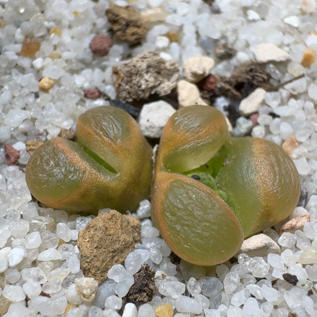 0116-22橙网格肉锥