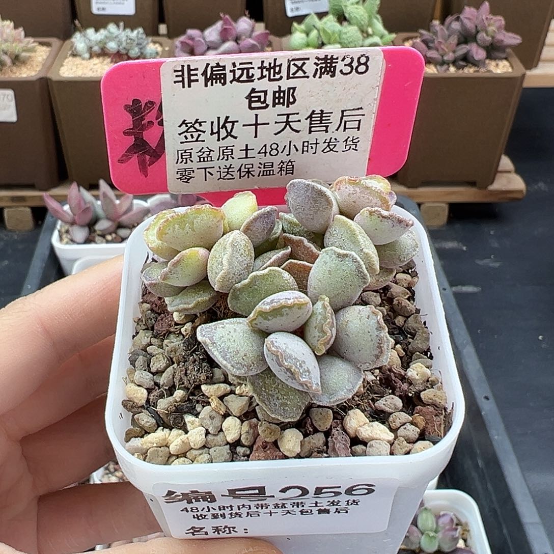 256毛库博多肉植物