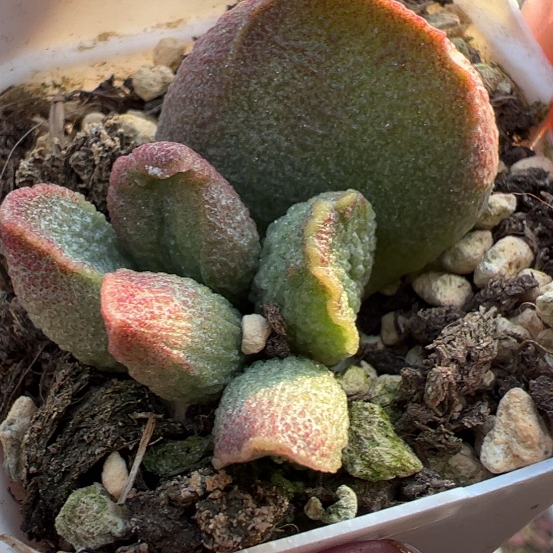 实生新品多肉植物水泡