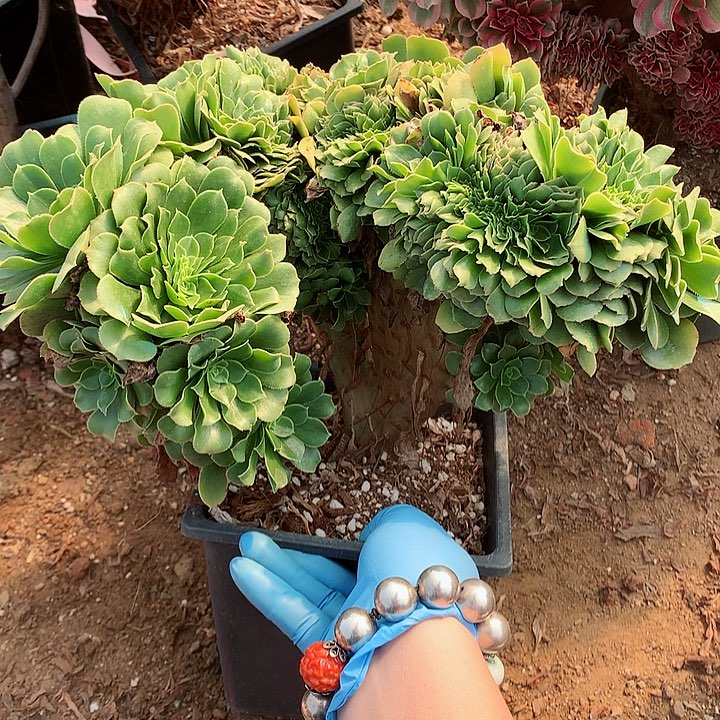 绿杨蓉缀脱土发货啊