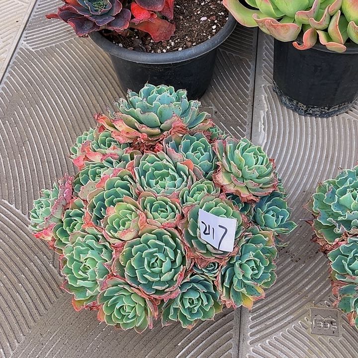 随*海啸群217月生