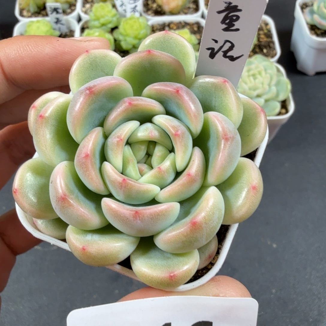 甜心童话一物一拍 016