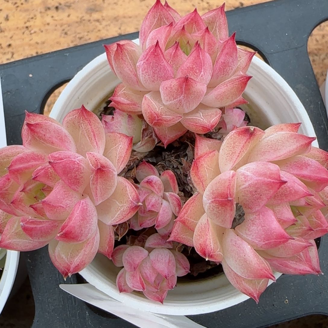 花语逸镜0208-312