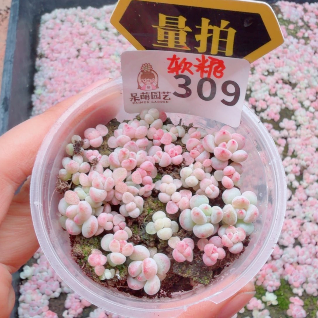 多肉植物多肉植物