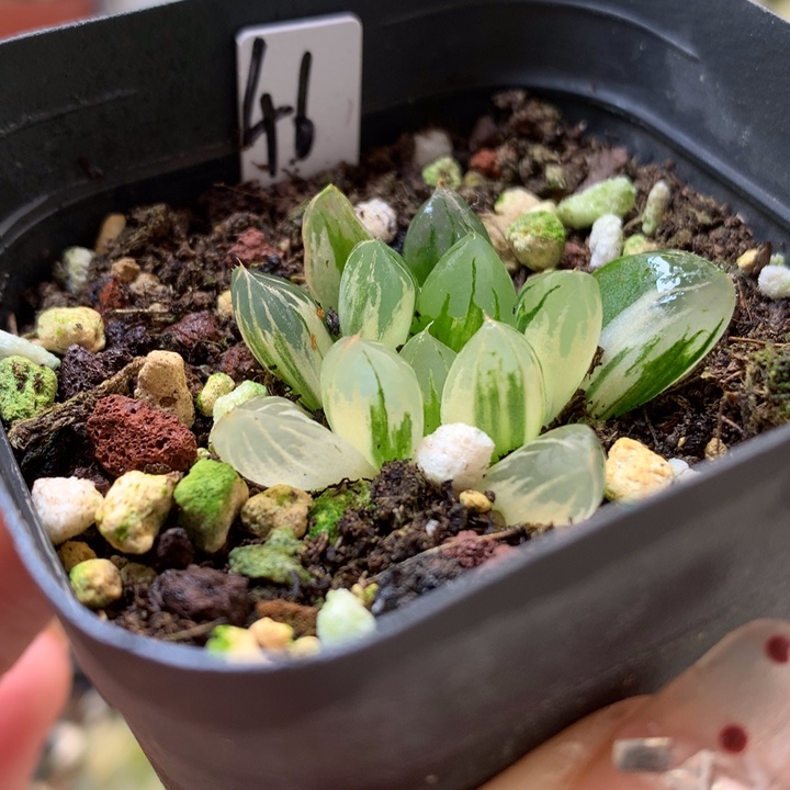 北极之光玉露锦带盆土