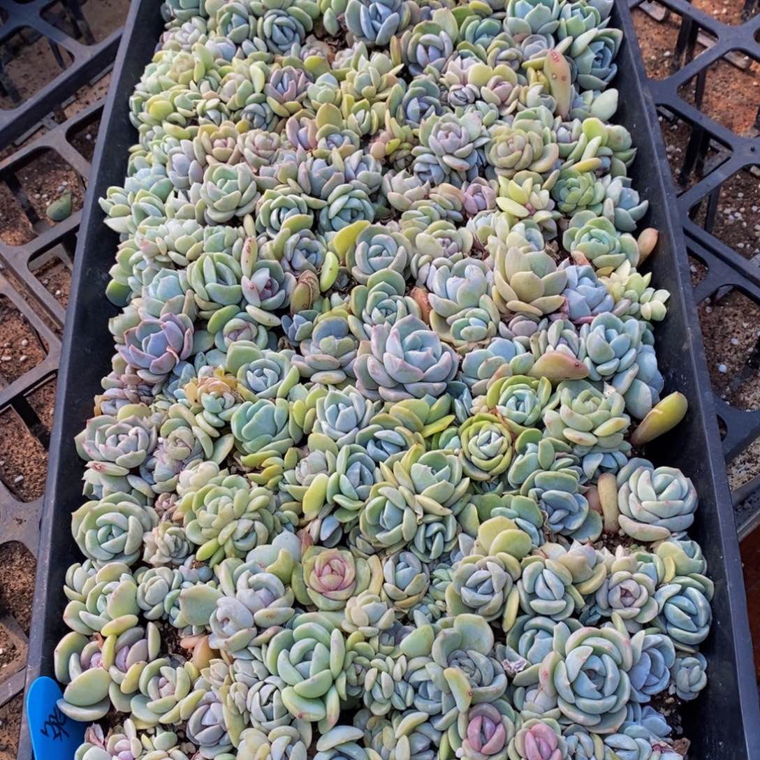 毅**深539多肉植物纤维面膜贴在