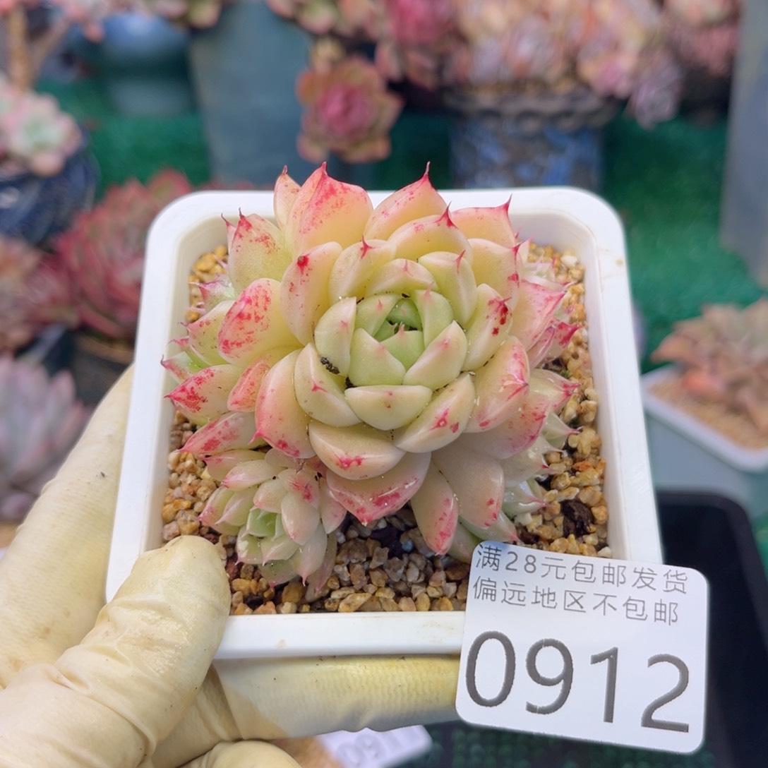 大0912/？xv c b b n n