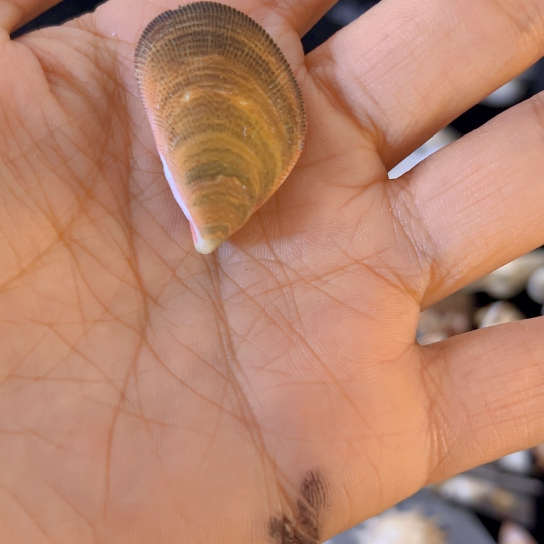 大理石磁石嗨***！天然贝壳海螺批发零售