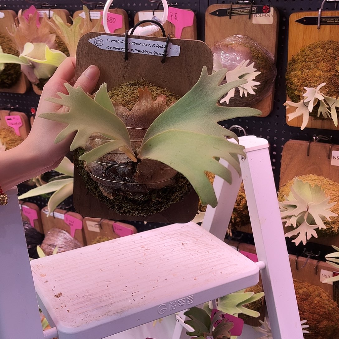 sf ai 雷电 黄月 鹿角蕨