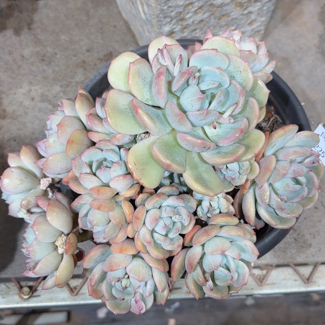 同温层多肉361蜜桃格林