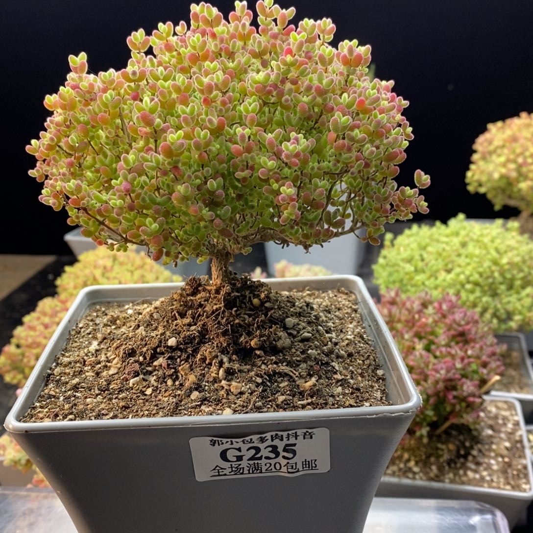 235蜜橘糖球12厘米盆