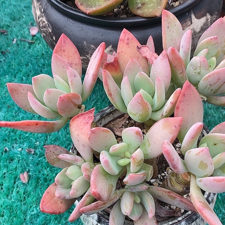 ****²芒果美人整无砍多肉