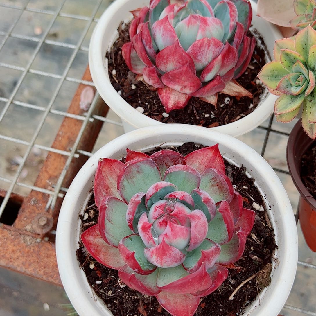 惊鸿仙子大单头精品特价