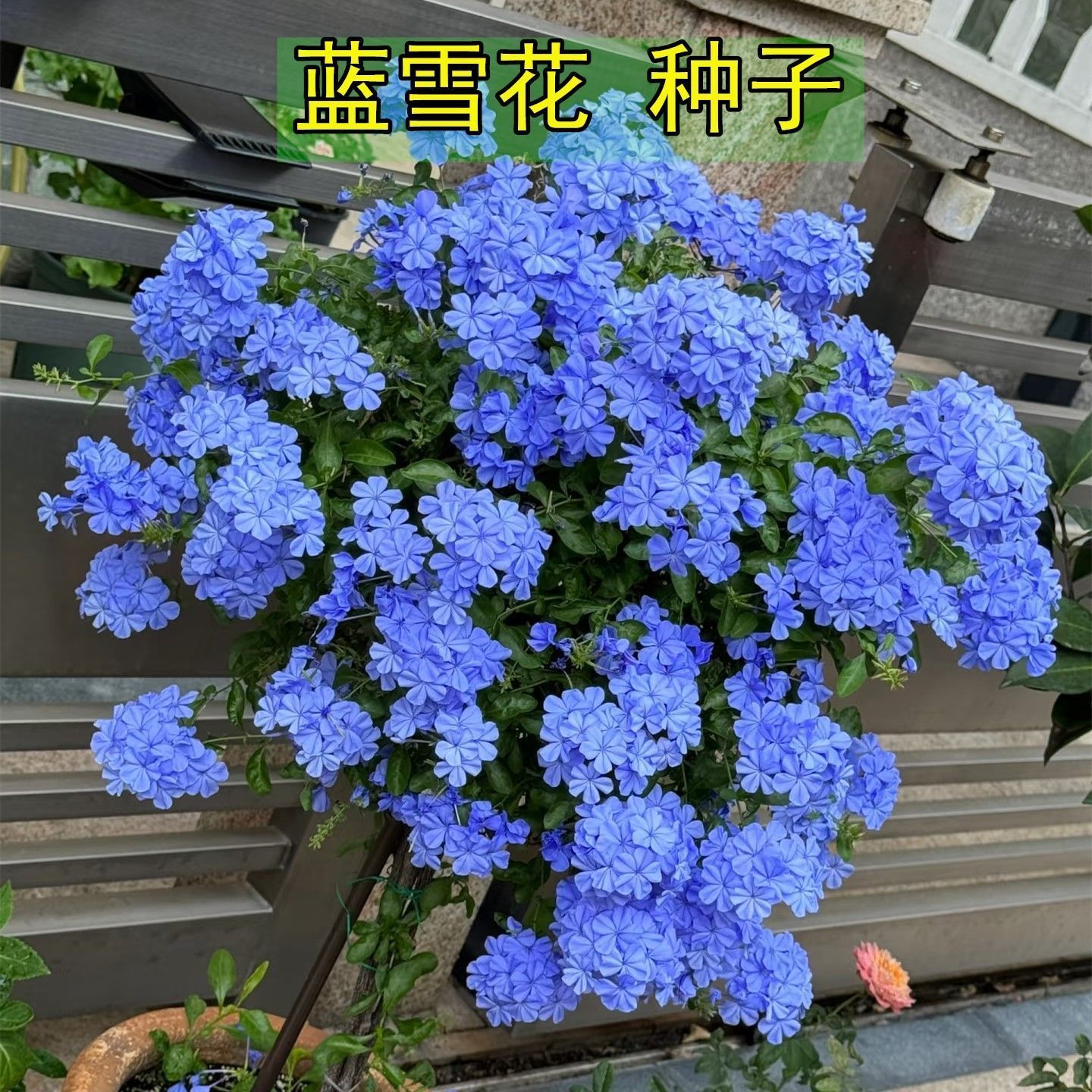 蓝雪花种子籽子好养易活四爬藤植物季开播种开花室内室外植物种孑