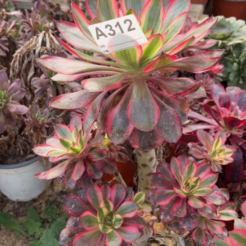 多肉植物红魔姥桩