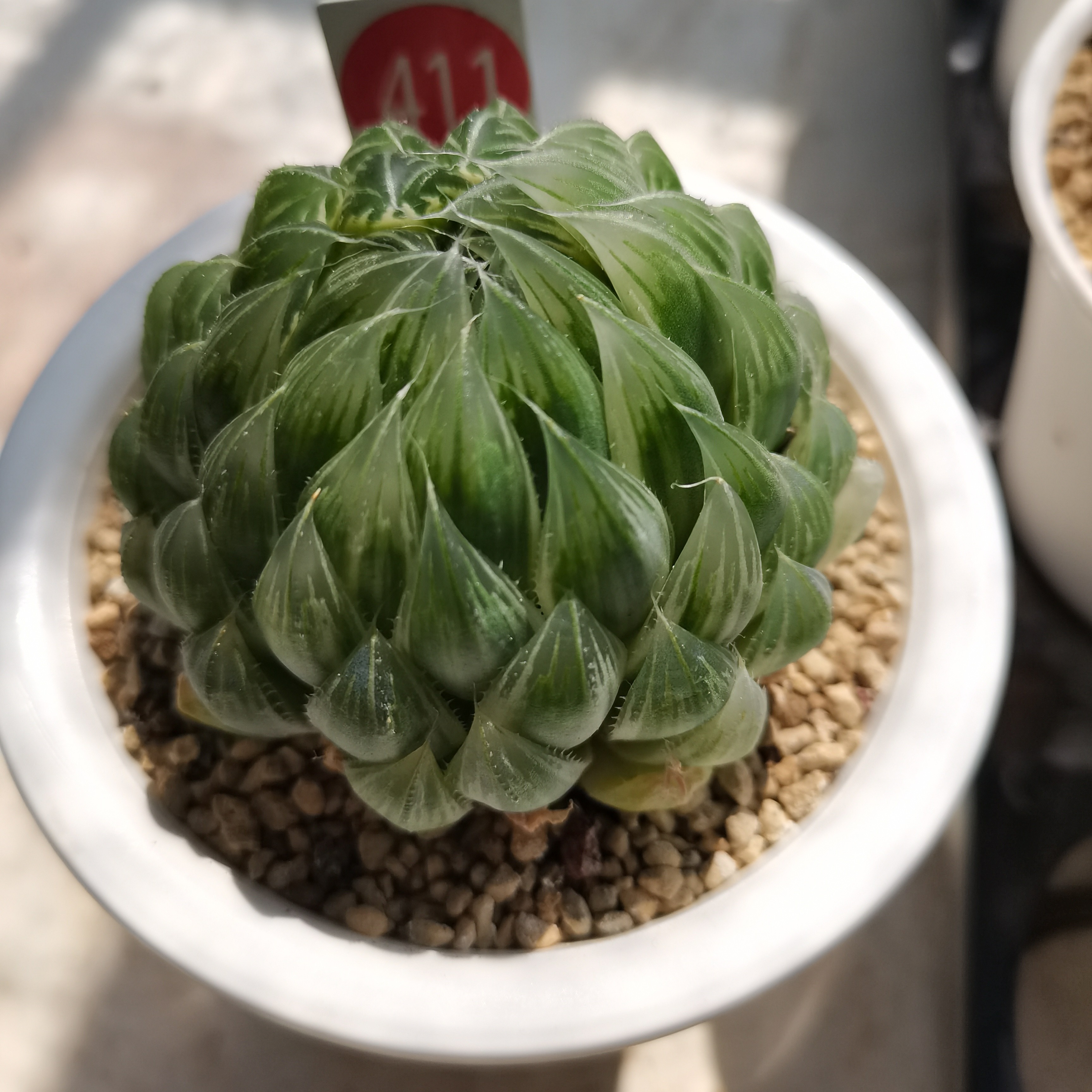 411号糊斑花蝴蝶锦一物一拍带盆土发货
