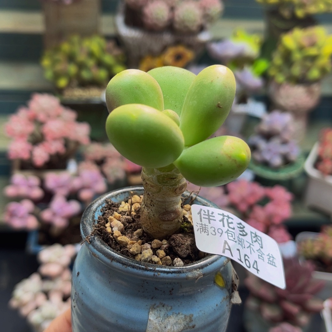 164芒果4cm多肉植物