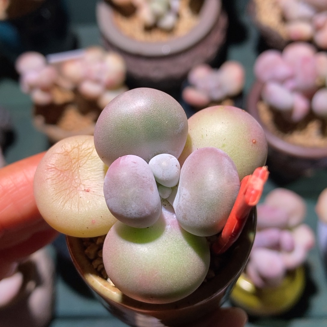 粉芭比小老桩一物一拍