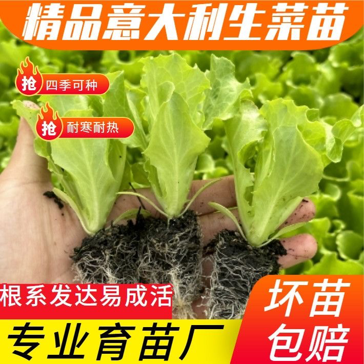 有机意大利生菜秧苗新鲜带土发货阳台庭院大田露天耐热耐寒四季苗