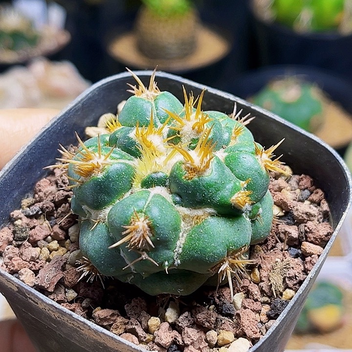 刺缀象牙丸自根球一颗