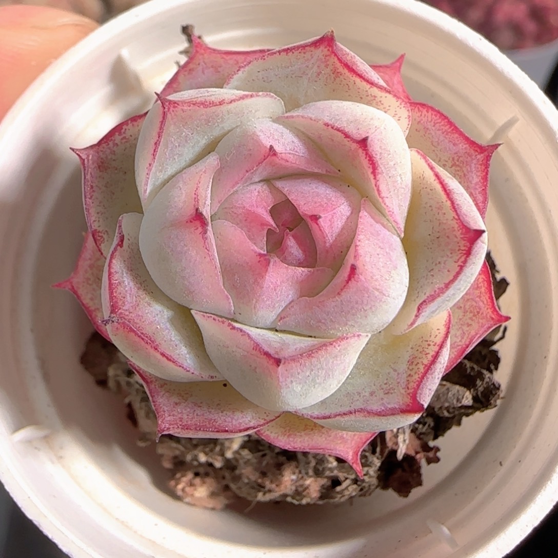 多肉1230-115女王玫瑰