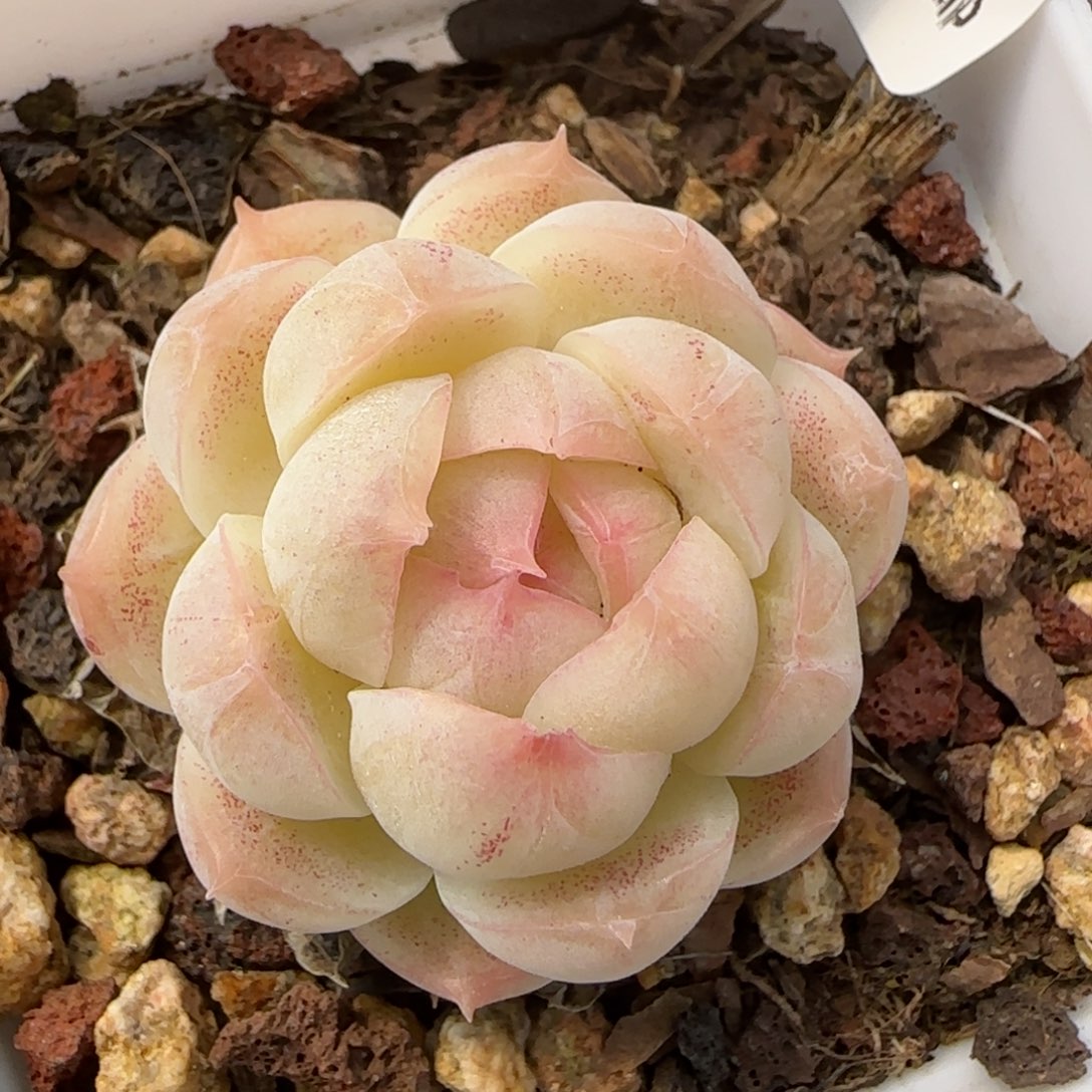 花语逸境0212-238