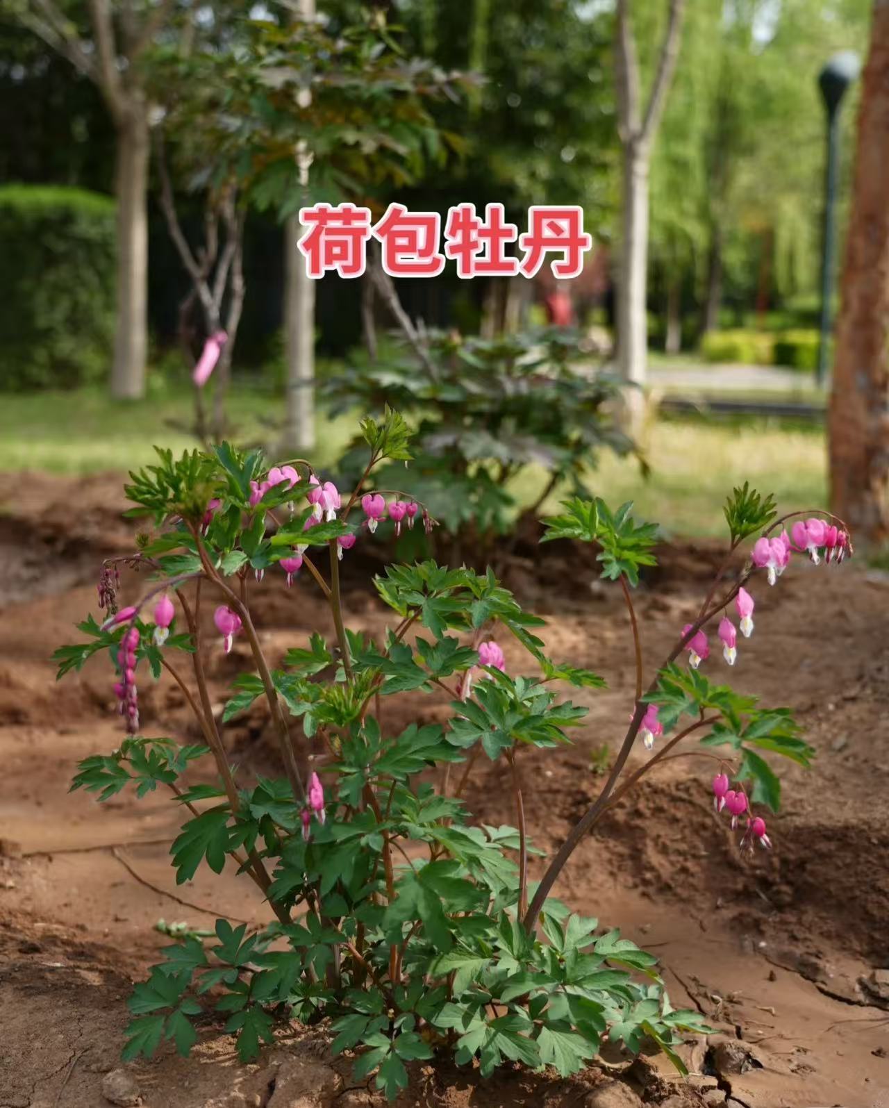 荷包牡丹庭院阳台多年生耐寒裸根发货