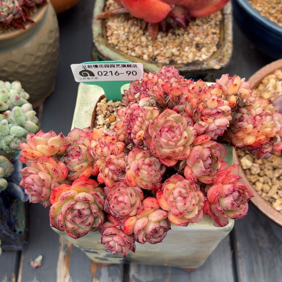 从前慢多肉精选编号0216.90