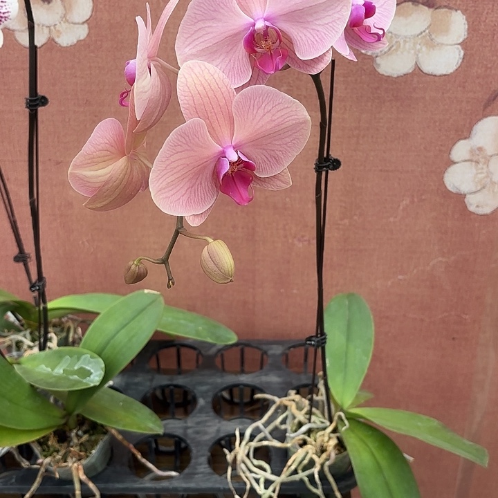 J***n完全开放0709蝴蝶兰一物一拍