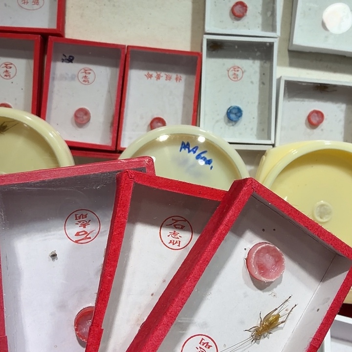 好***友蟋蟀石老师鸣虫三条包邮