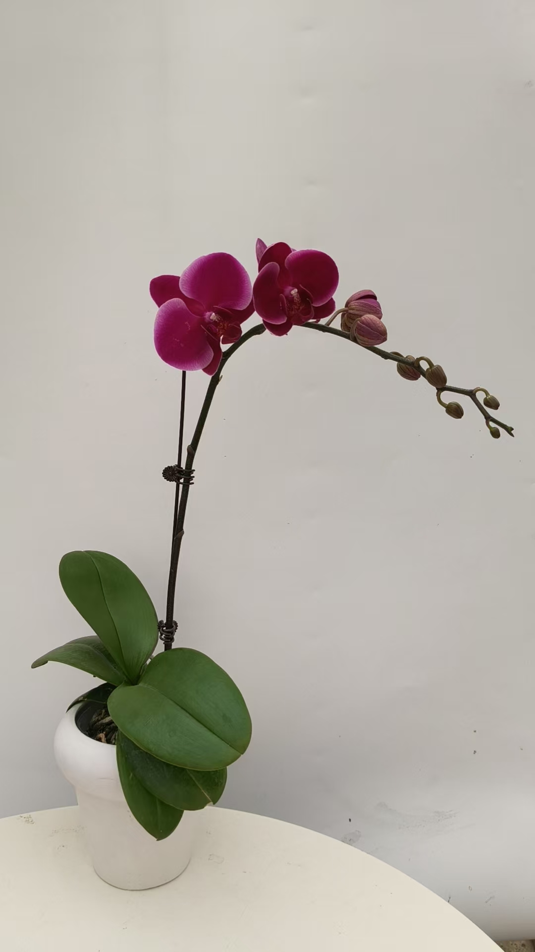 欢然花田培植蝴蝶兰（香山）单梗