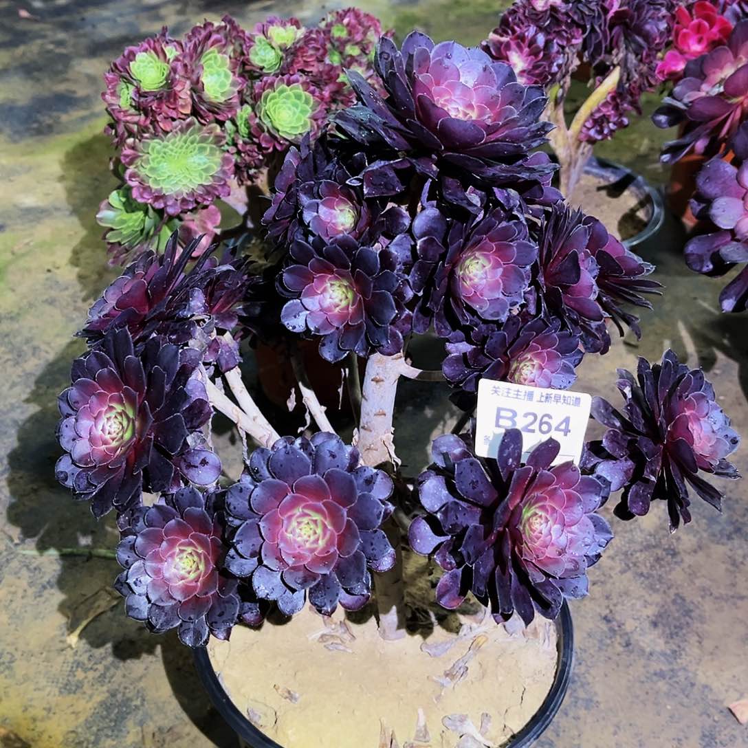 多肉植物264黑铜壶