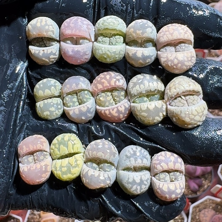 生石花233:：：。  380