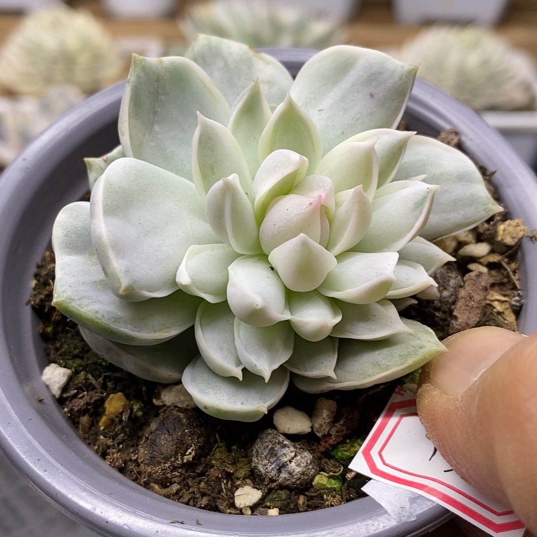 20138 冰牡丹锦 需延时发货