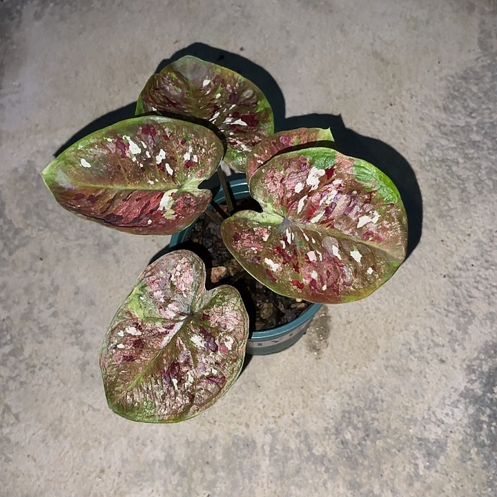 黑***品花木兰泰国彩叶芋301-0612