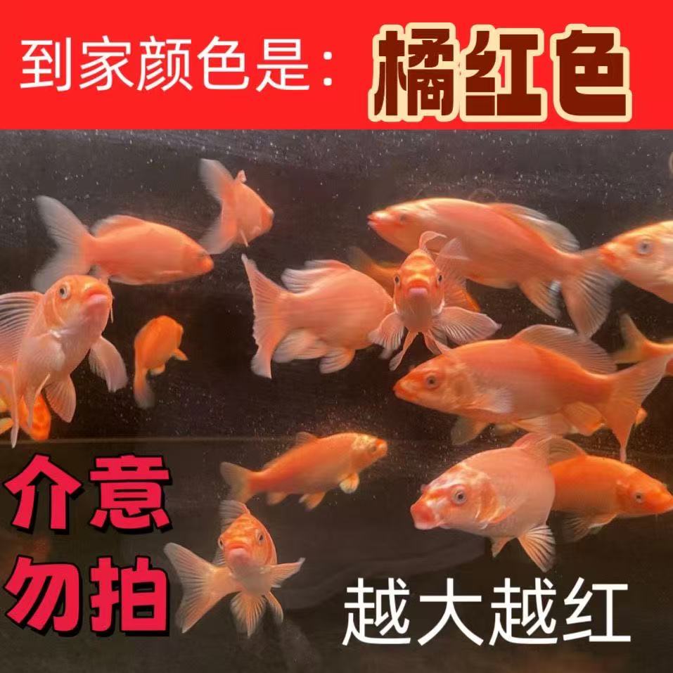 《顺丰直发》蝴蝶鲤渔场源头冷水观赏鱼好养耐活