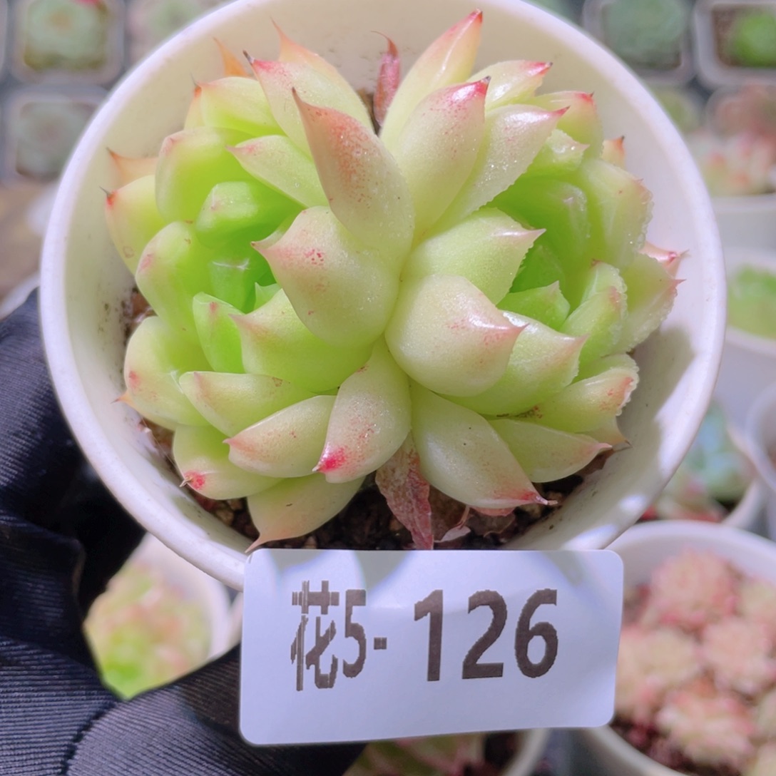 花利美5-126麦秆双头