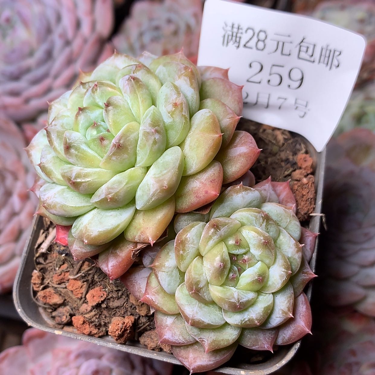 【闪购商品】云259号