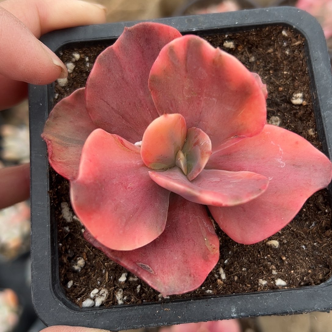 多肉植物秀妍彩虹锦