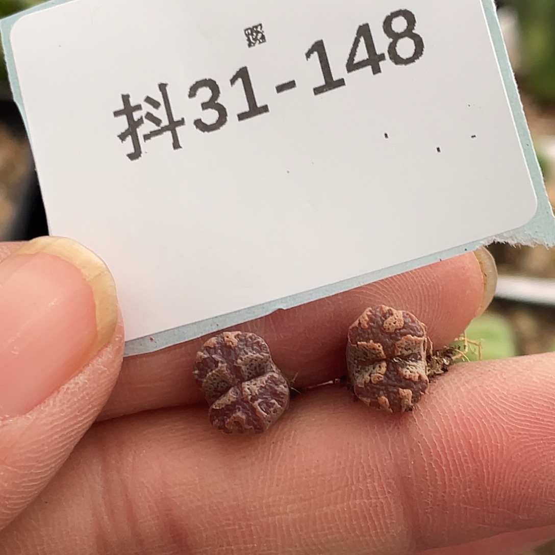 31-148超碟多肉植物