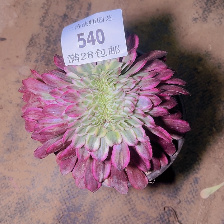 540水墨画缀多肉植物