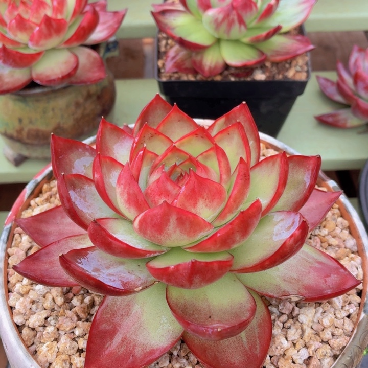 惊鸿仙子一物一拍