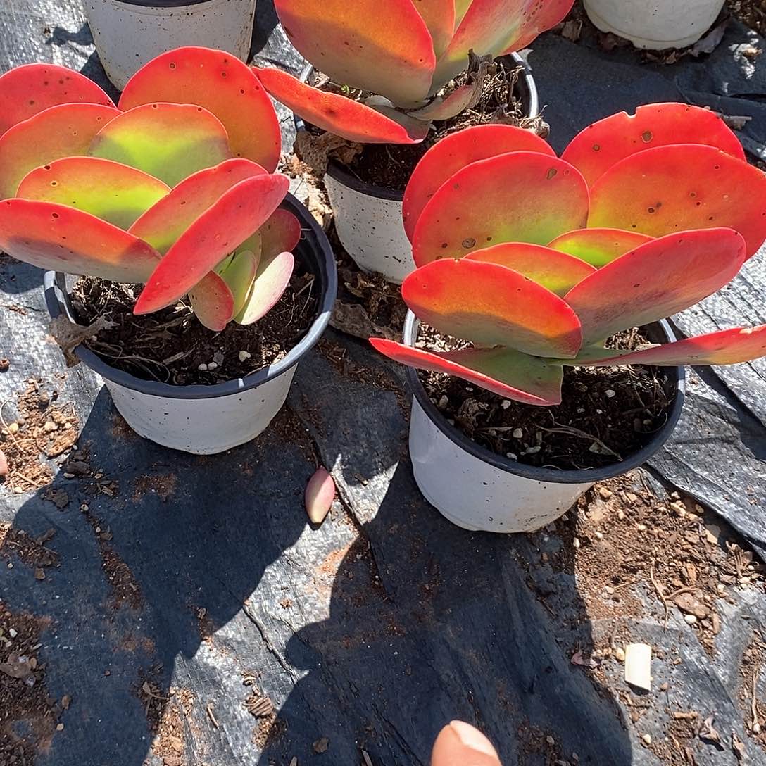 唐印5颗，黑斑点不售后