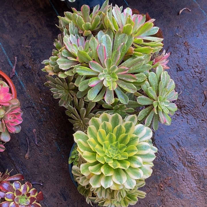 轩*花脸粉黛加金丝翡翠一组